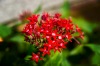 2 of 20 - Small Red Flowers